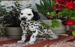 Dalmatian dogs for sale: Dasher - Image 3