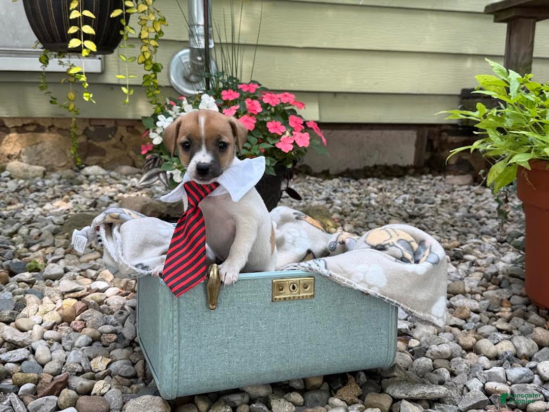 Jack Russell Terrier dogs for sale: Breezy - Image 2