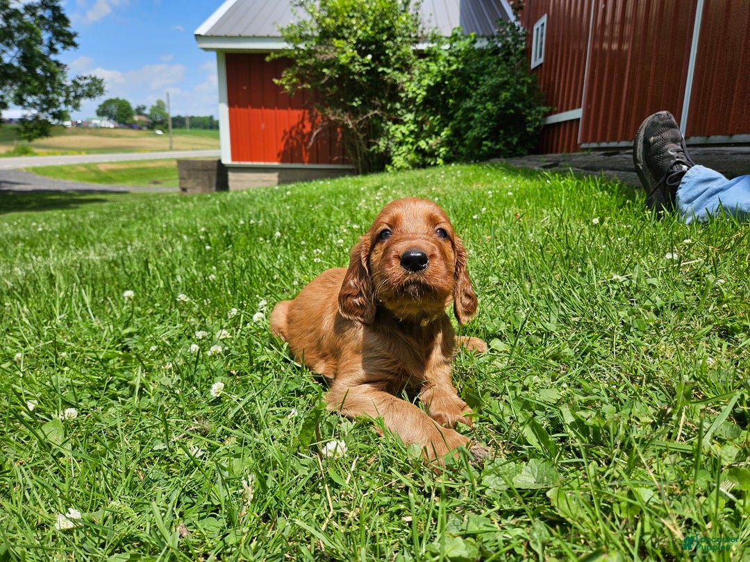 Irish Setter dogs for sale: Latte - Image 5