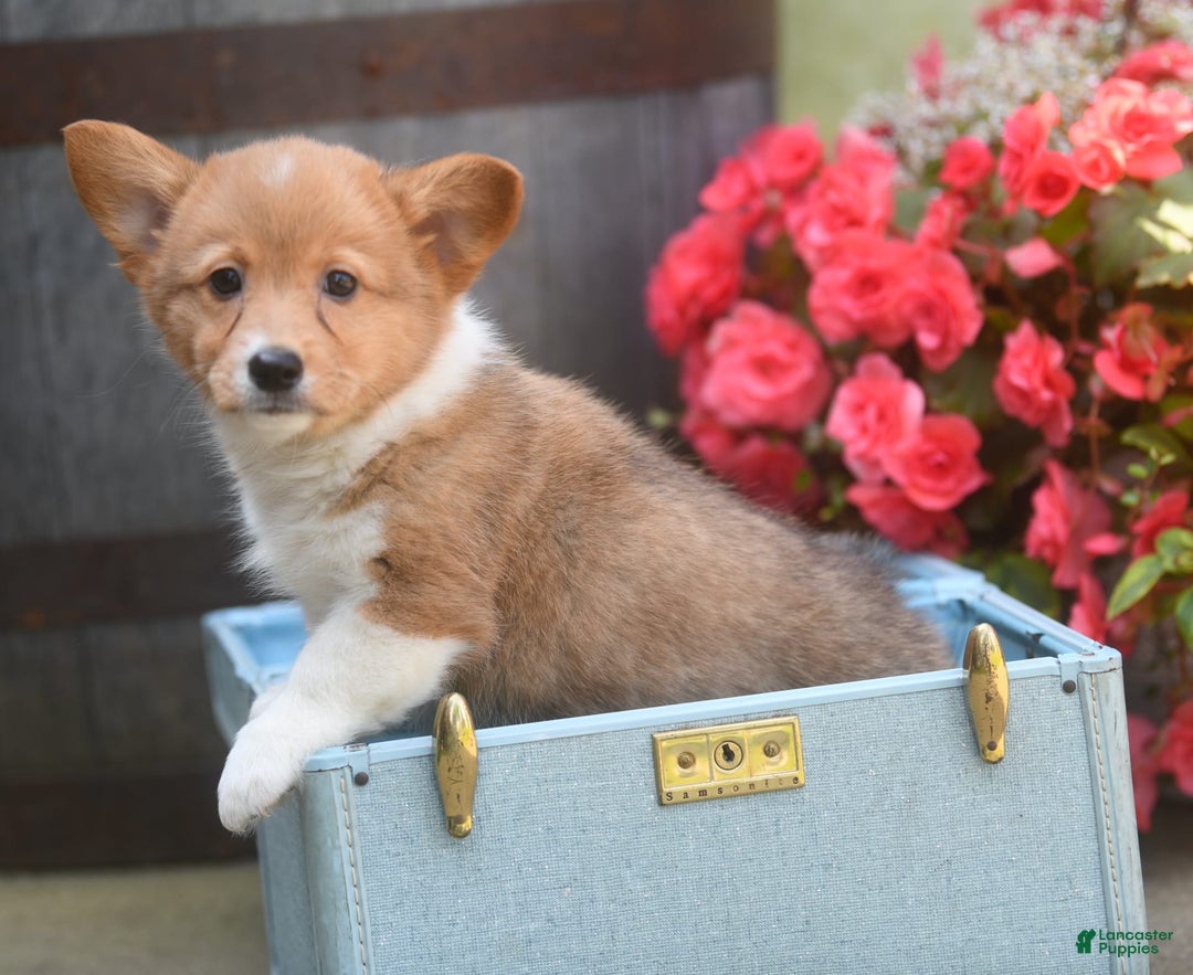 Welsh Corgi Pembroke dogs for sale: Angelo - Image 2