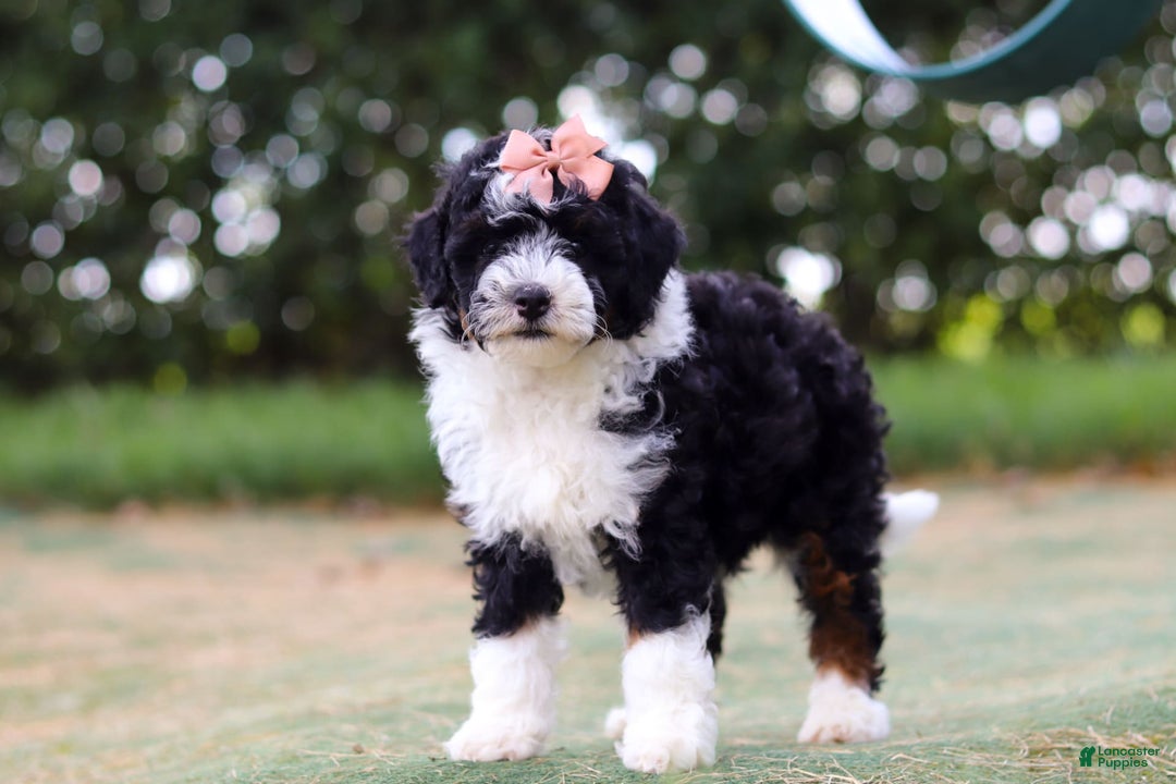 Mini Bernedoodle dogs for sale: Mini Bernedoodle 6 puppies - Image 26