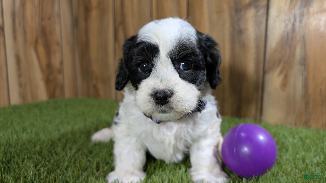 Cavapoo dogs for sale: Missy Girl 3 - Image 16