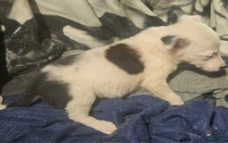 Border Collie dogs for sale: Dreami - Image 22