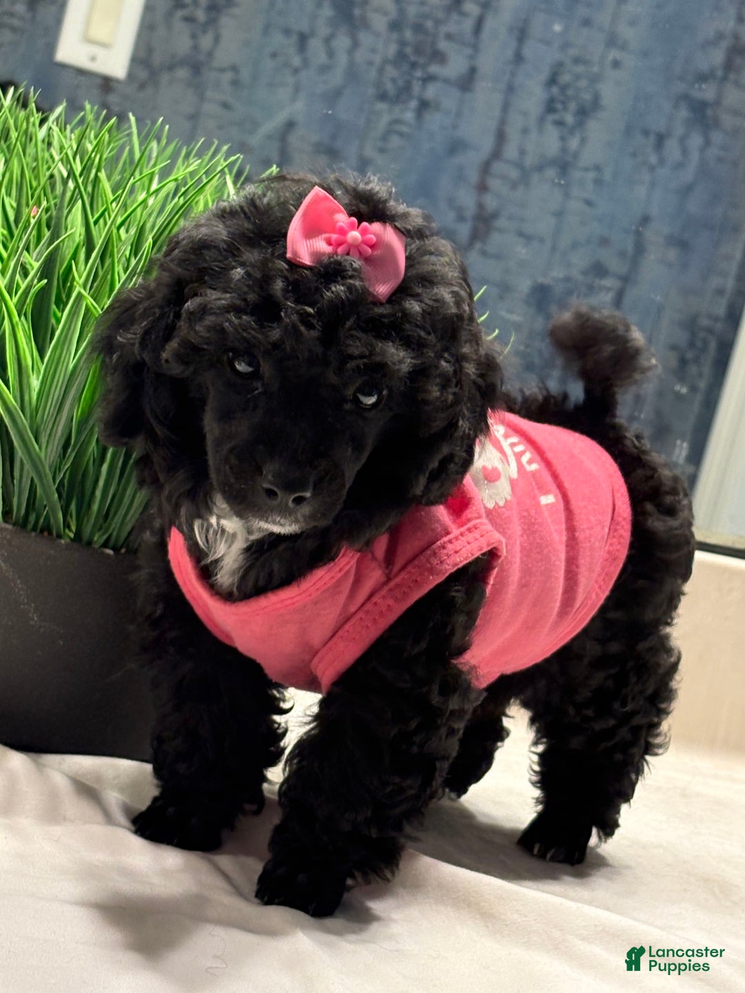 Toy Poodle dogs for sale: Bella - Image 4