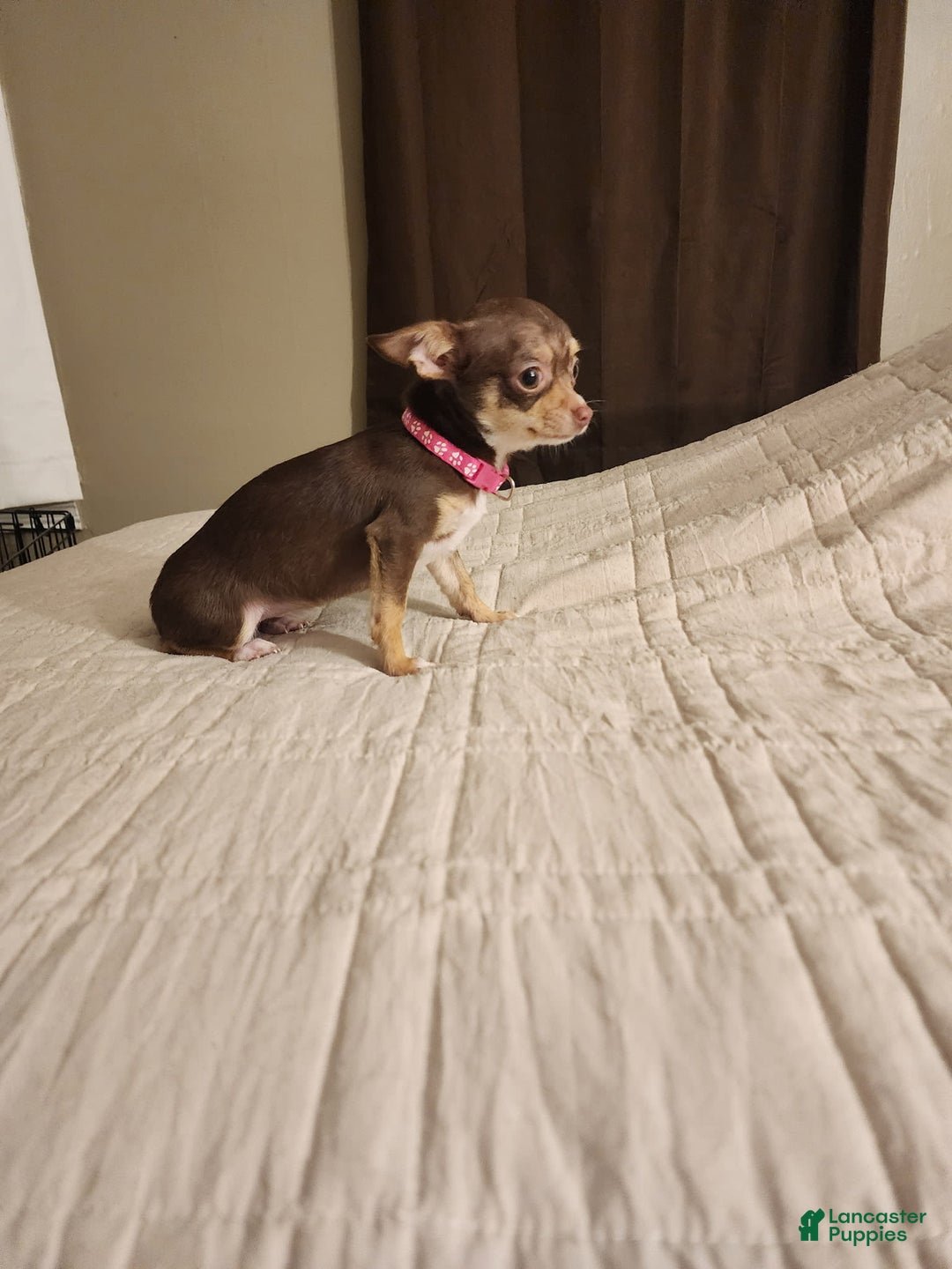 Chihuahua dogs for sale: Toy Bella - Image 5