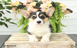 Welsh Corgi Pembroke dogs for sale: Pluto - Image 5