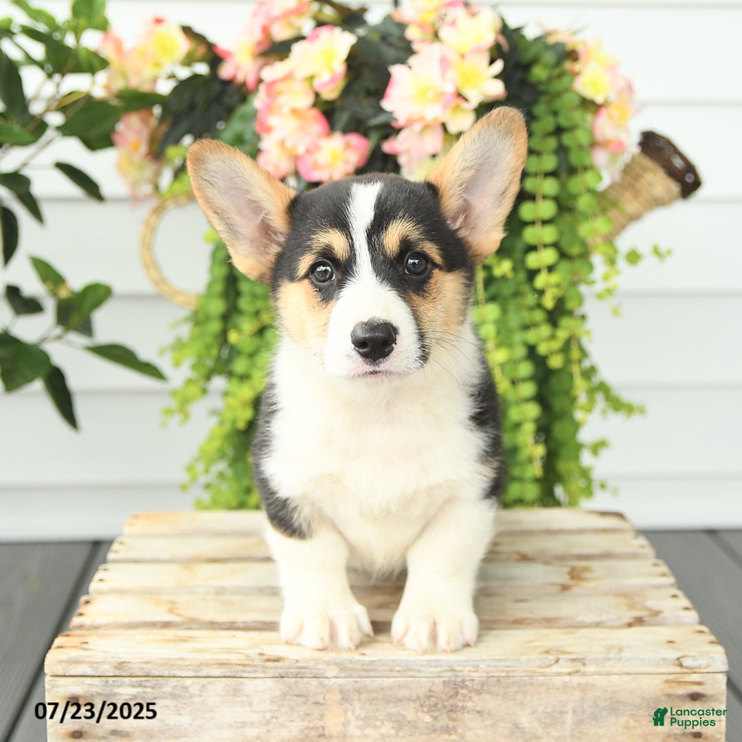 Welsh Corgi Pembroke dogs for sale: Pluto - Image 5