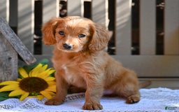 Cavapoo dogs for sale: Ryan - Image 1