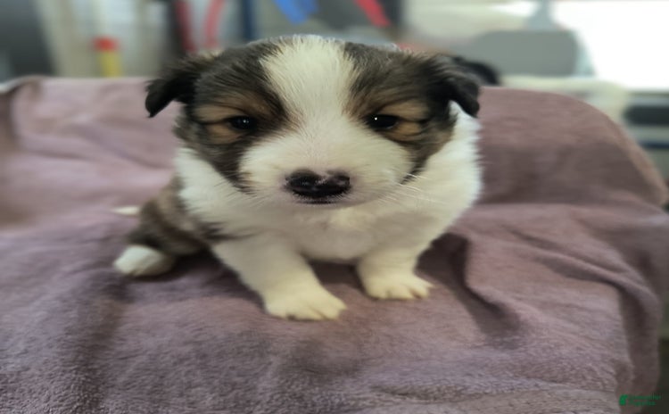 Shetland Sheepdog dogs for sale - Ad 1