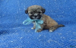 Morkie dogs for sale: Colt - Image 1