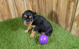 Cavalier King Charles Spaniel dogs for sale: Brin Girl 2 - Image 13
