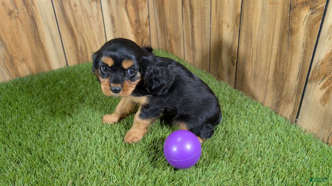 Cavalier King Charles Spaniel dogs for sale: Brin Girl 2 - Image 13