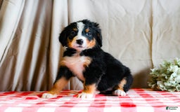 Bernese Mountain Dog dogs for sale: Layla - Image 3