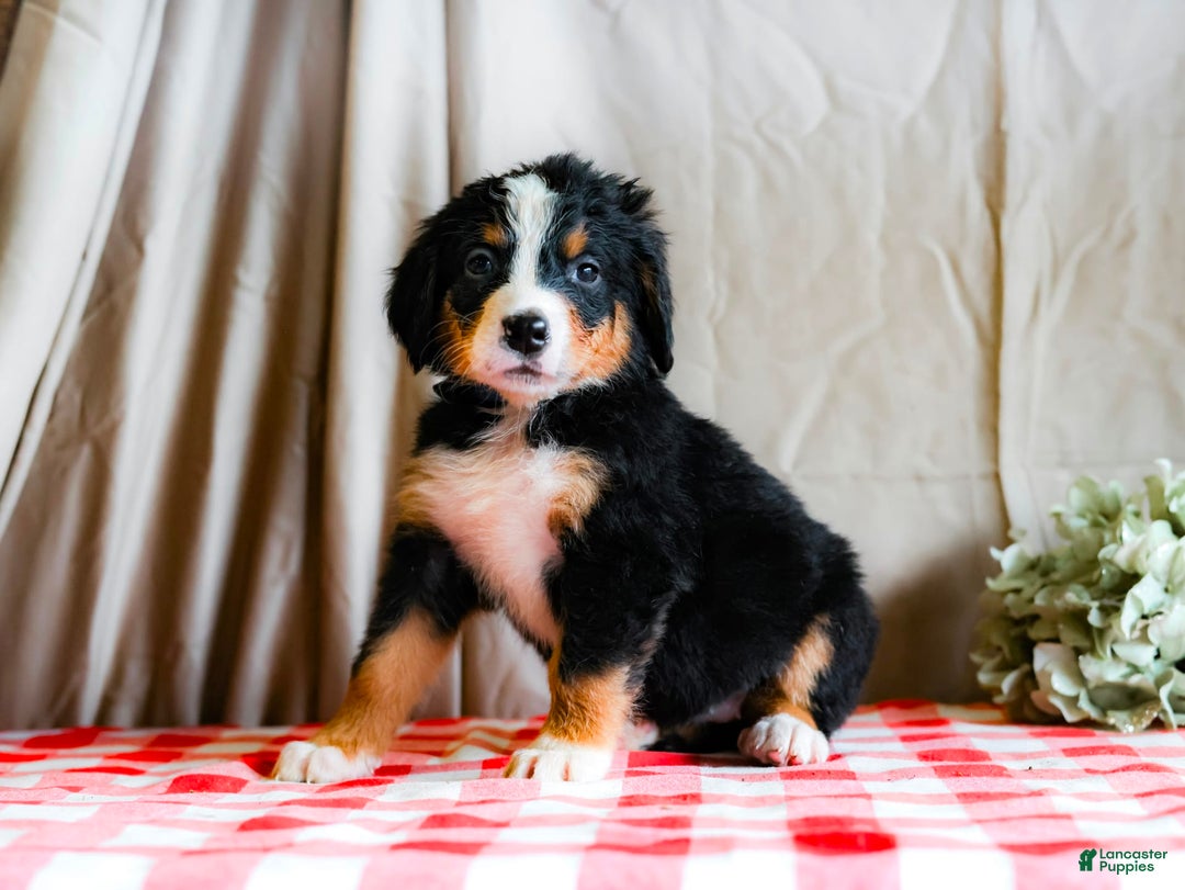 Bernese Mountain Dog dogs for sale: Layla - Image 3