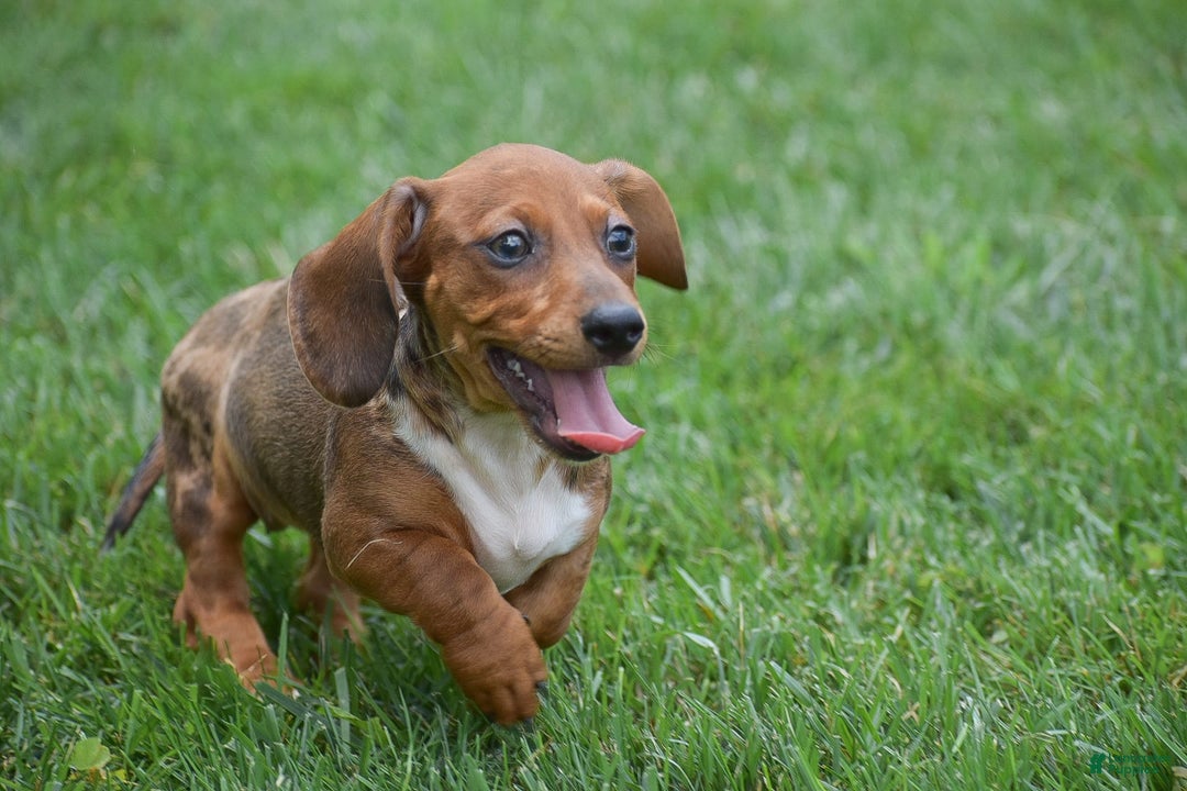 Dachshund dogs for sale: Wrenna - Image 10