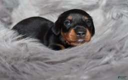Dachshund dogs for sale: Raven Boy 1 - Image 10