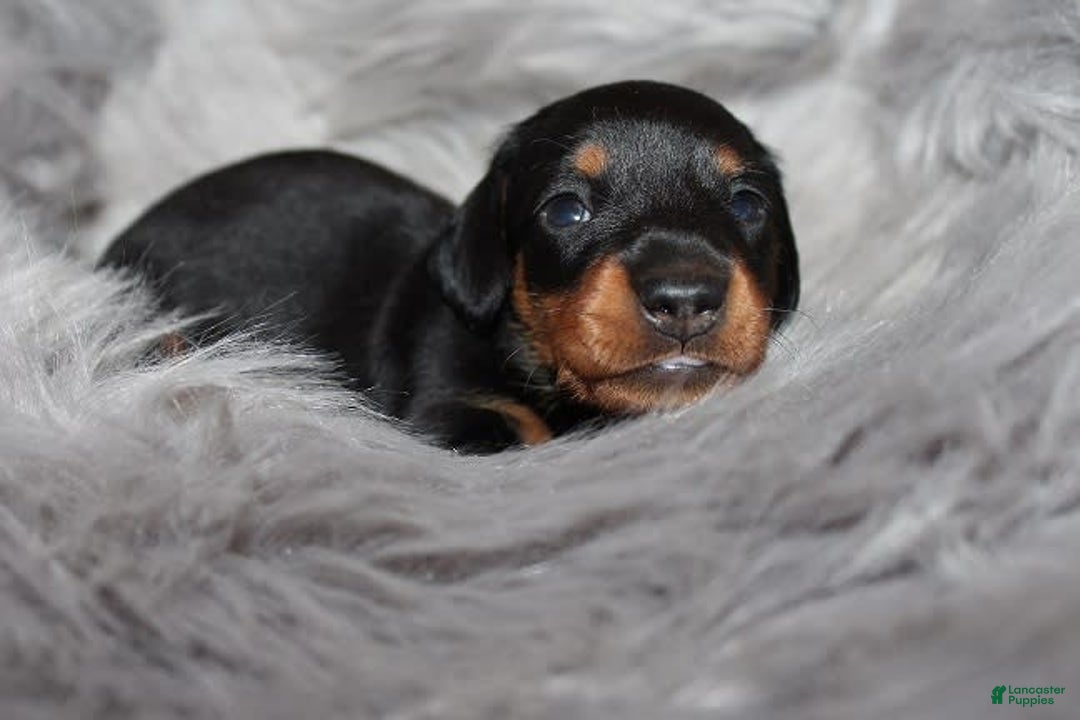 Dachshund dogs for sale: Raven Boy 1 - Image 10