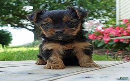 Yorkshire Terrier dogs for sale: Brynne - Image 6
