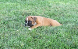 Boxer dogs for sale: Toya - Image 2