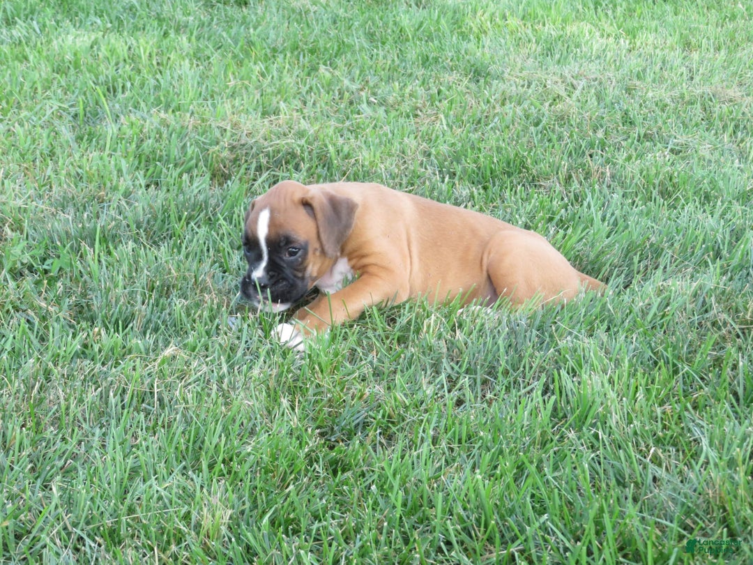 Boxer dogs for sale: Toya - Image 2