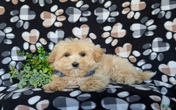 Maltipoo dogs for sale: Sully - Image 2