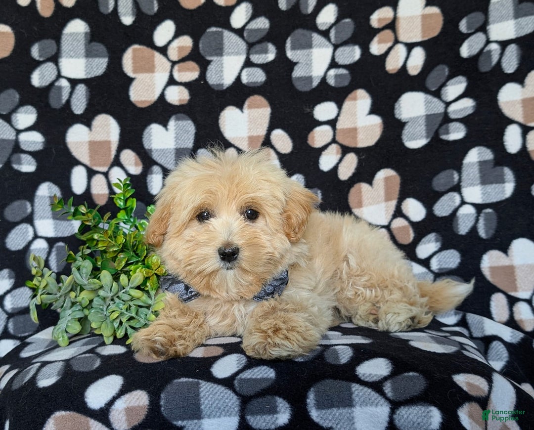 Maltipoo dogs for sale: Sully - Image 2