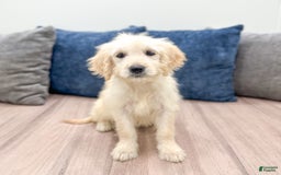 Mini Goldendoodle dogs for sale: Betty - Image 9