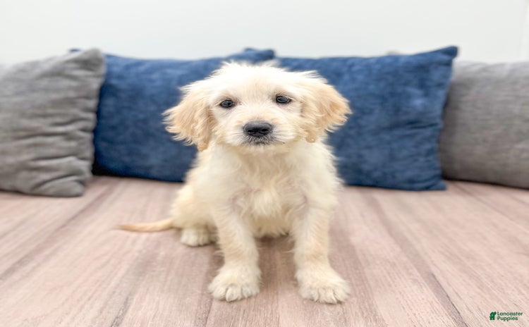 Mini Goldendoodle dogs for sale - Ad 2