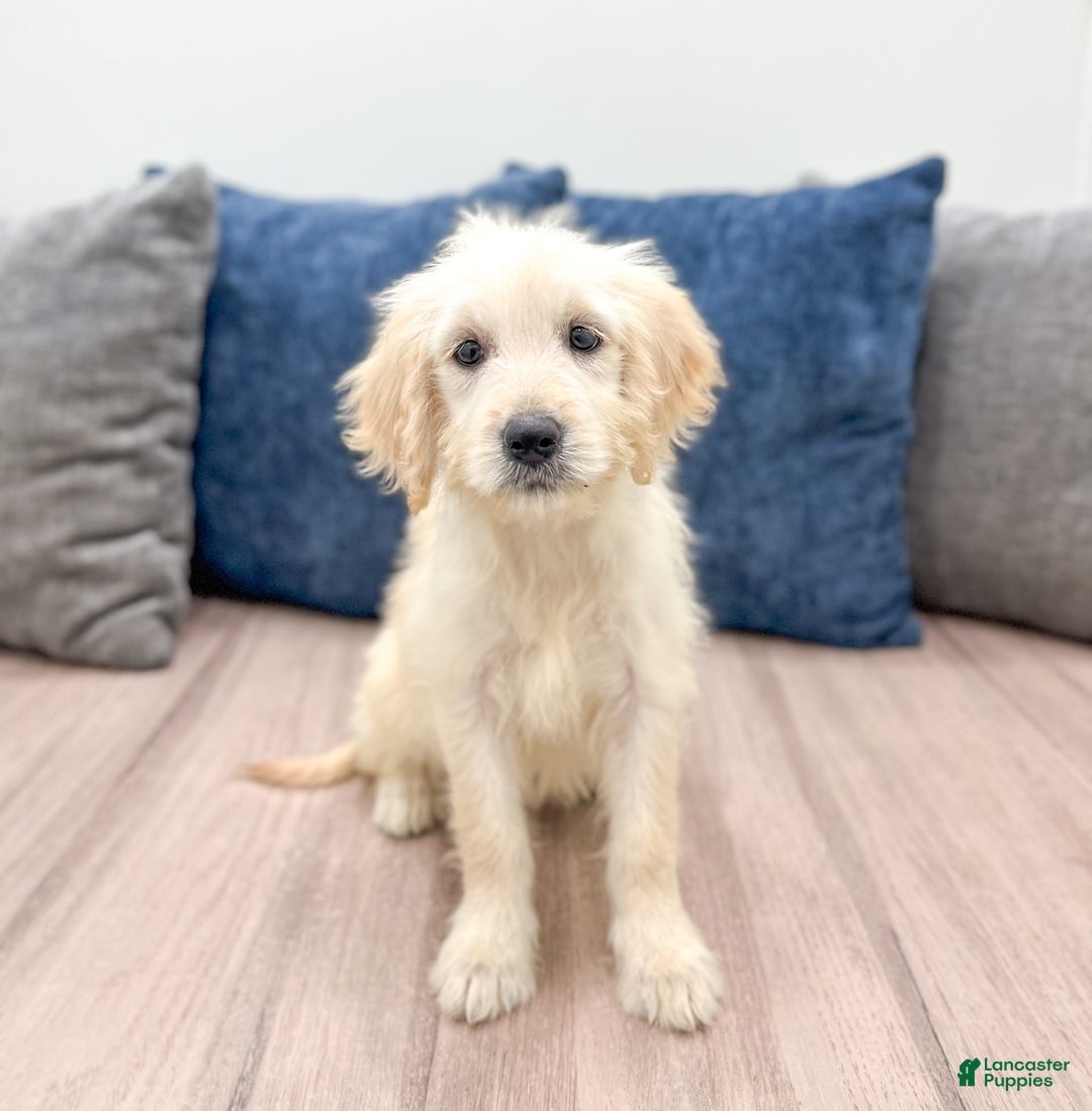 Mini Goldendoodle dogs for sale: Betty - Image 9