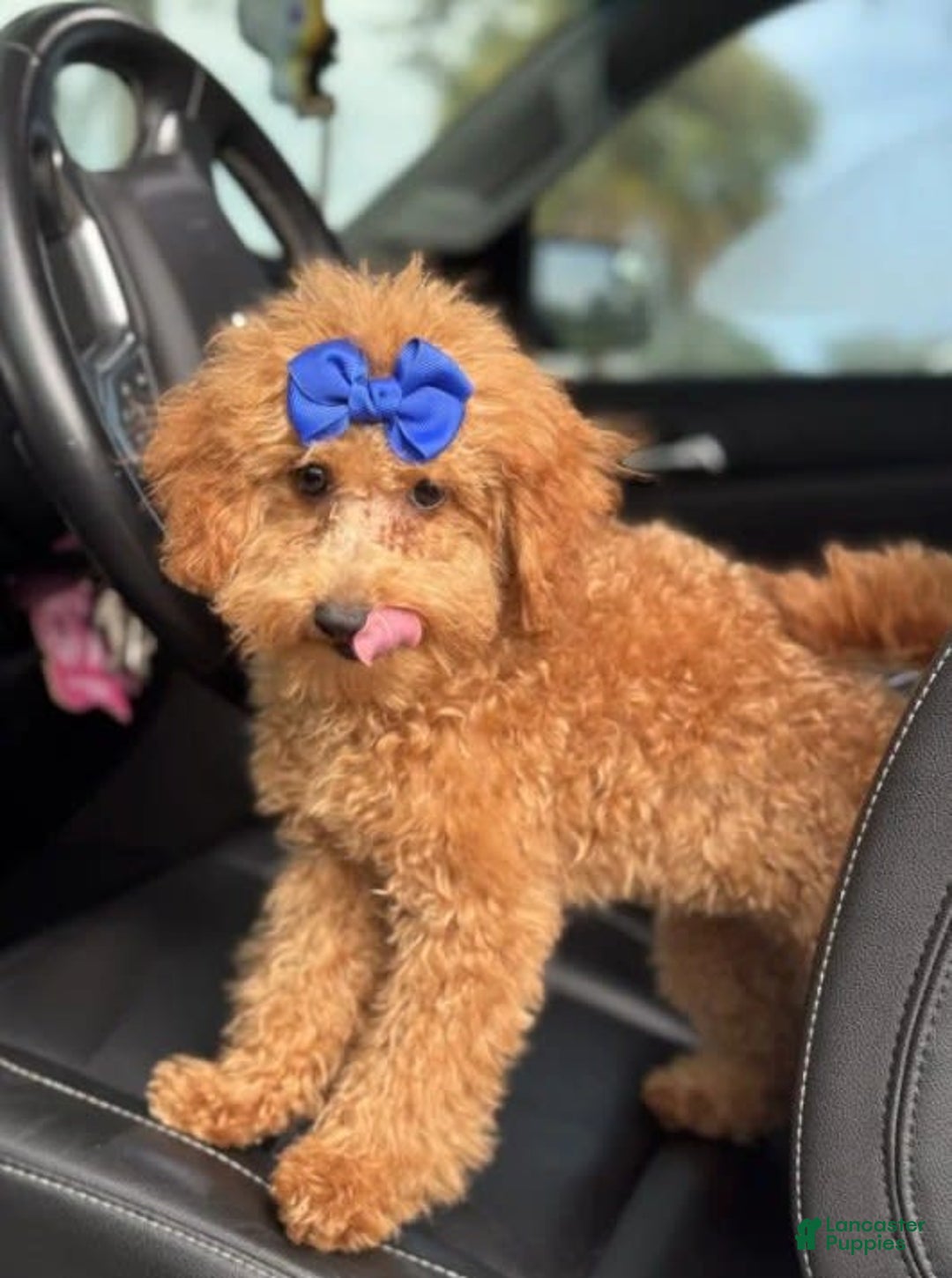 Mini Goldendoodle dogs for sale: Ami - Image 8