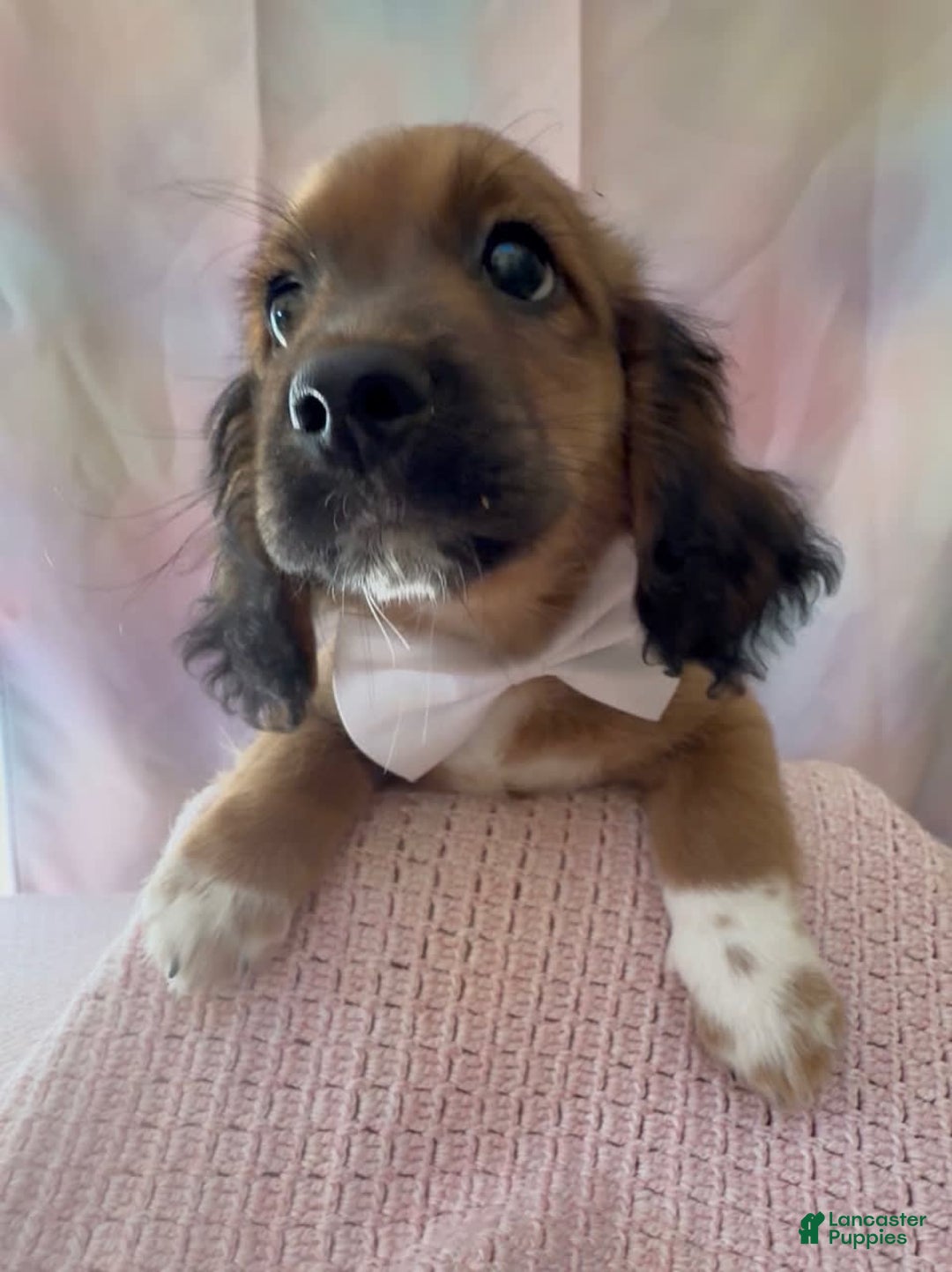 Beagle dogs for sale: Bassetdoodles - Image 19