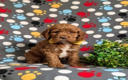 Cockapoo dogs for sale: Farlow - Image 7