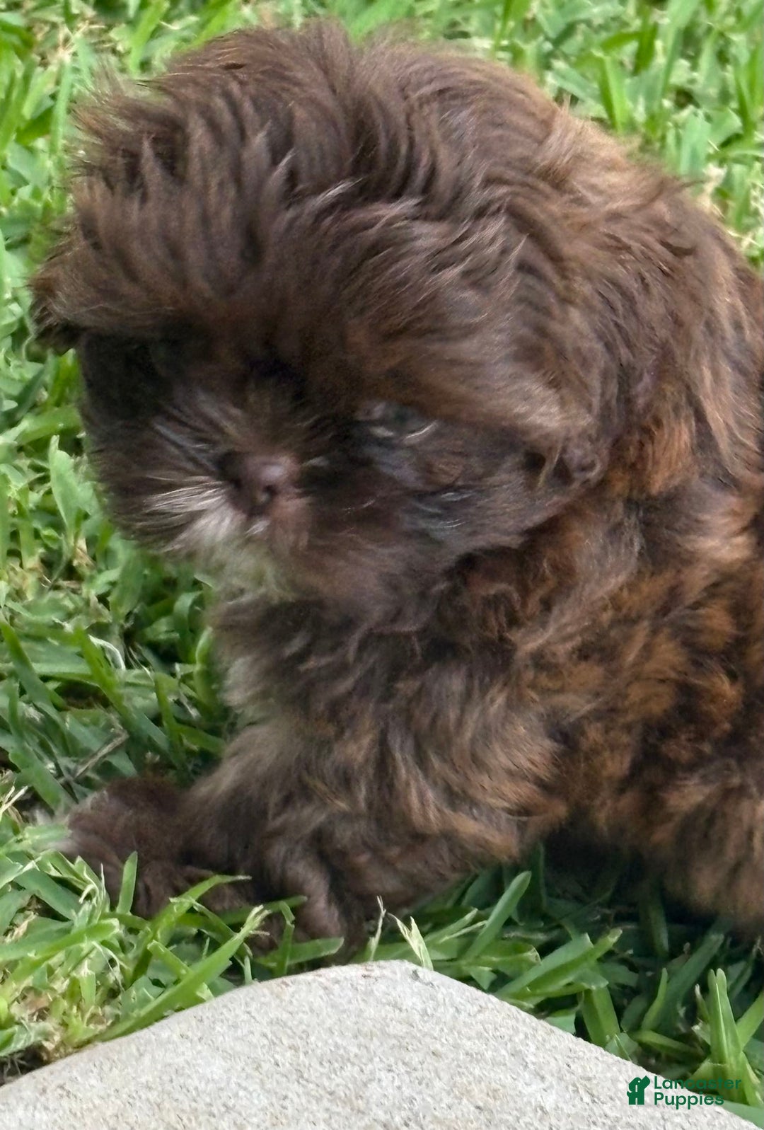 Shih Tzu dogs for sale: Kaylee - Image 3