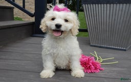 Cockapoo dogs for sale: Scarlet - Image 4