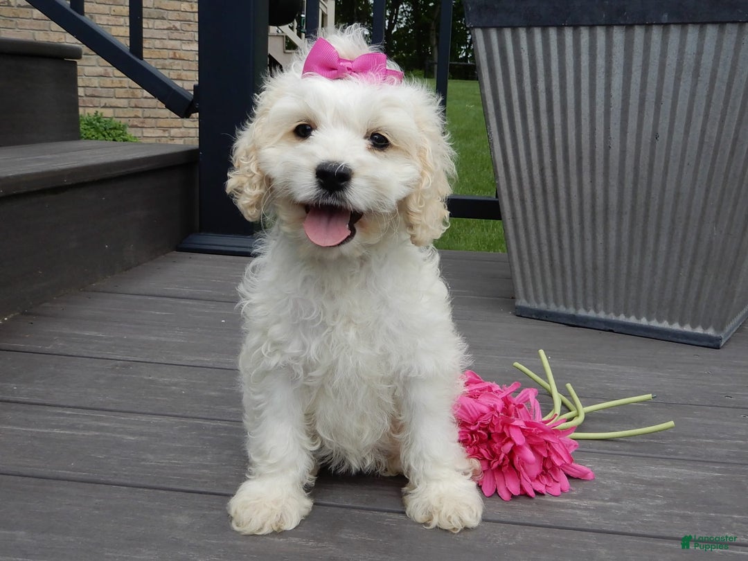 Cockapoo dogs for sale: Scarlet - Image 4