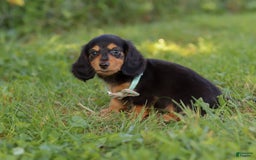 Miniature Dachshund dogs for sale: Sally - Image 2