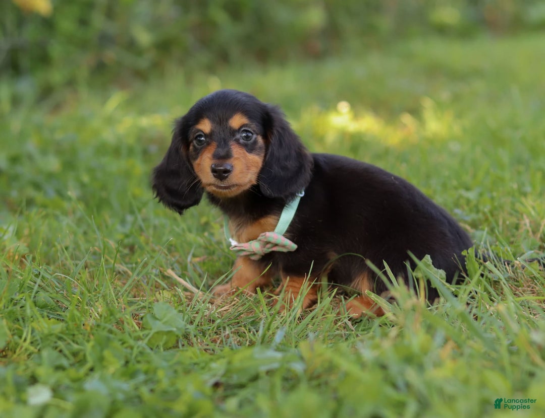 Miniature Dachshund dogs for sale: Sally - Image 2