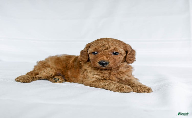 Miniature Poodle dogs for sale - Ad 3