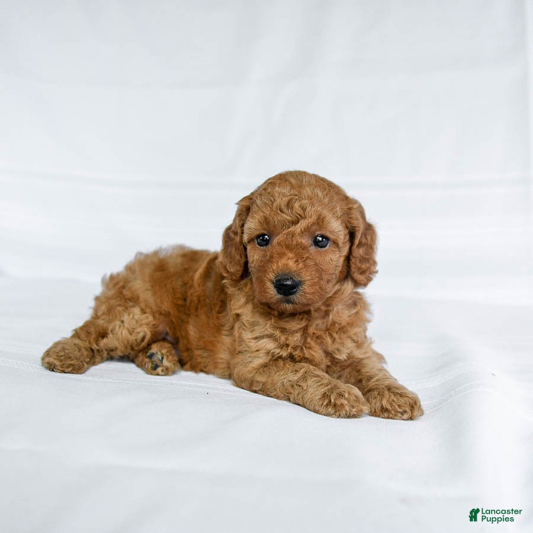 Miniature Poodle dogs for sale: Lena - Image 1