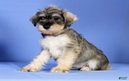 Miniature Schnauzer dogs for sale: Brenda - Image 3