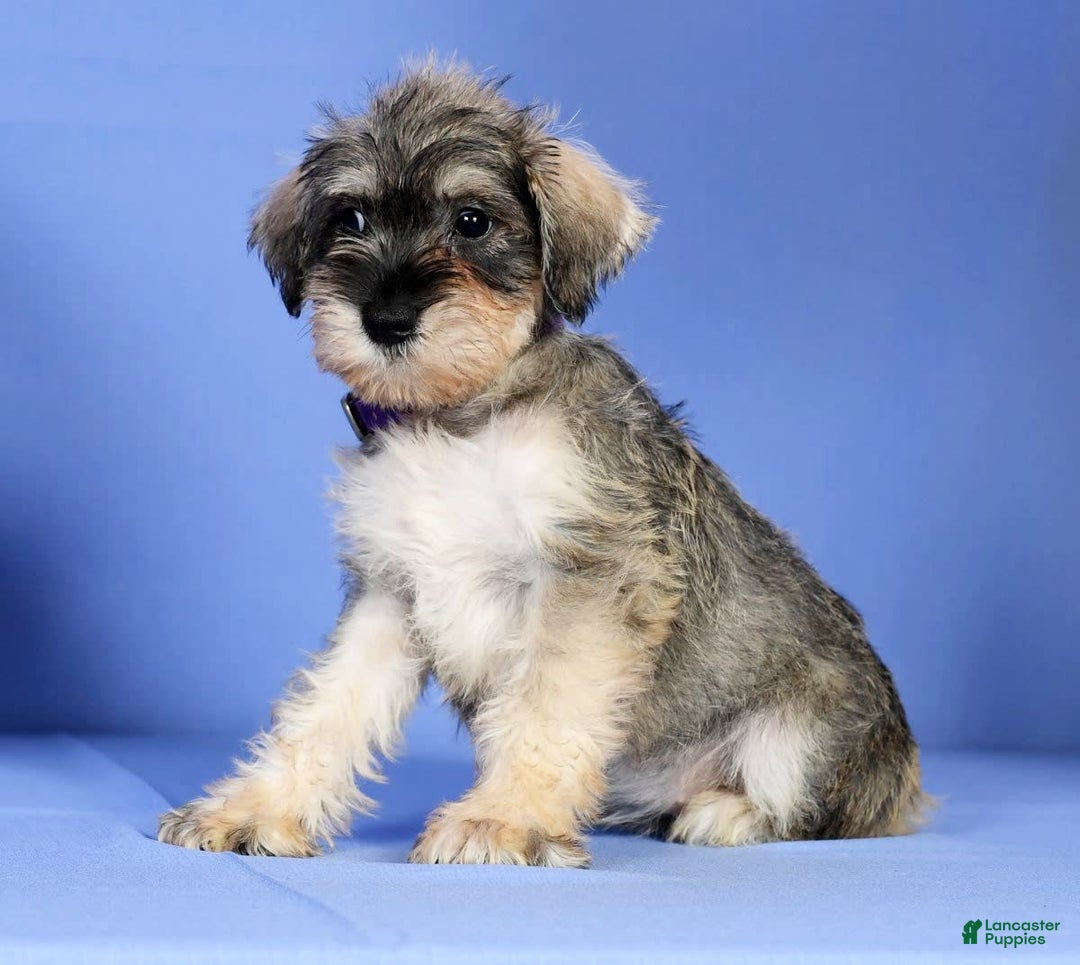 Miniature Schnauzer dogs for sale: Brenda - Image 3