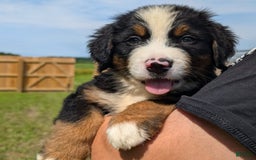 Bernese Mountain Dog dogs for sale: Whiskey - Image 2