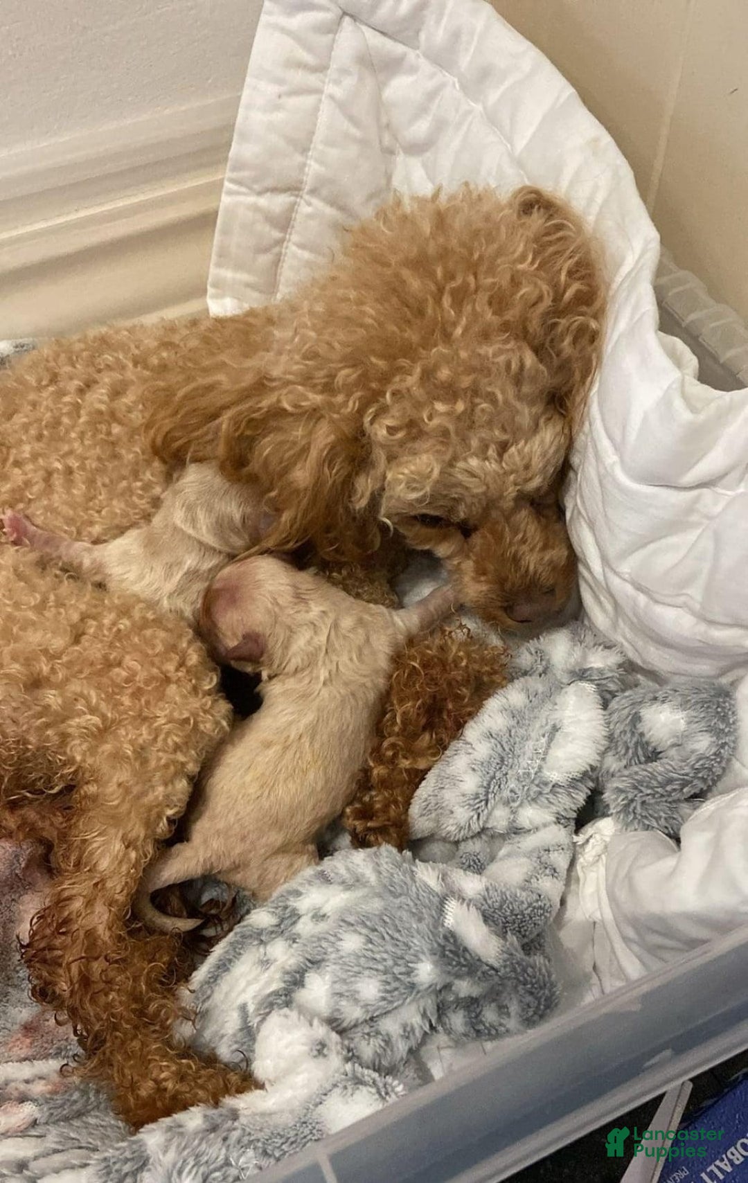 Maltipoo dogs for sale: Molly - Image 3