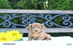 Miniature Dachshund dogs for sale: Finn - Image 1