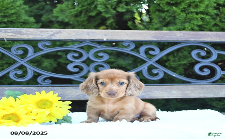 Miniature Dachshund dogs for sale - Ad 3
