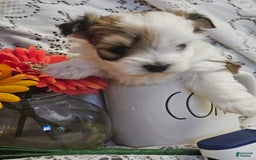 Yorkshire Terrier dogs for sale: Romeo - Image 9