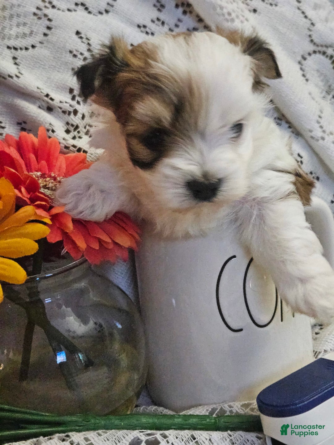 Yorkshire Terrier dogs for sale: Romeo - Image 9