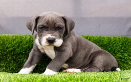 Great Dane dogs for sale: Karen - Image 23