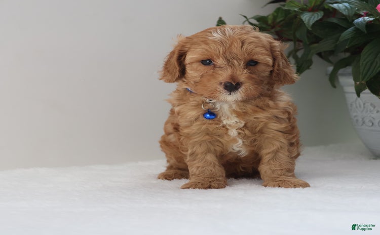 Cavapoo dogs for sale - Ad 3