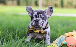 French Bulldog dogs for sale: Collin - Image 8